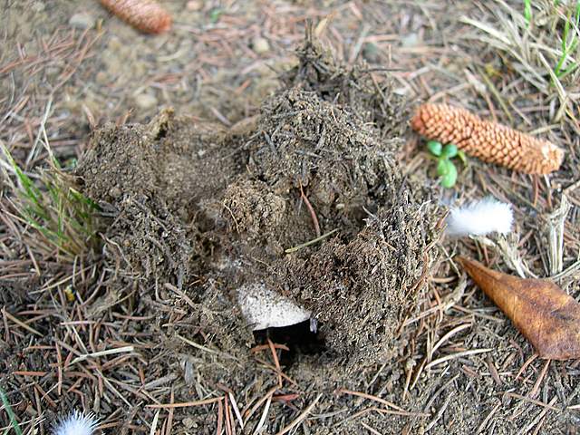 Agaricus pequinii    (Boud.)    Singer